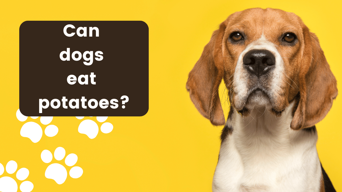 Can dogs eat potatoes? Information and recommendations on healthy eating